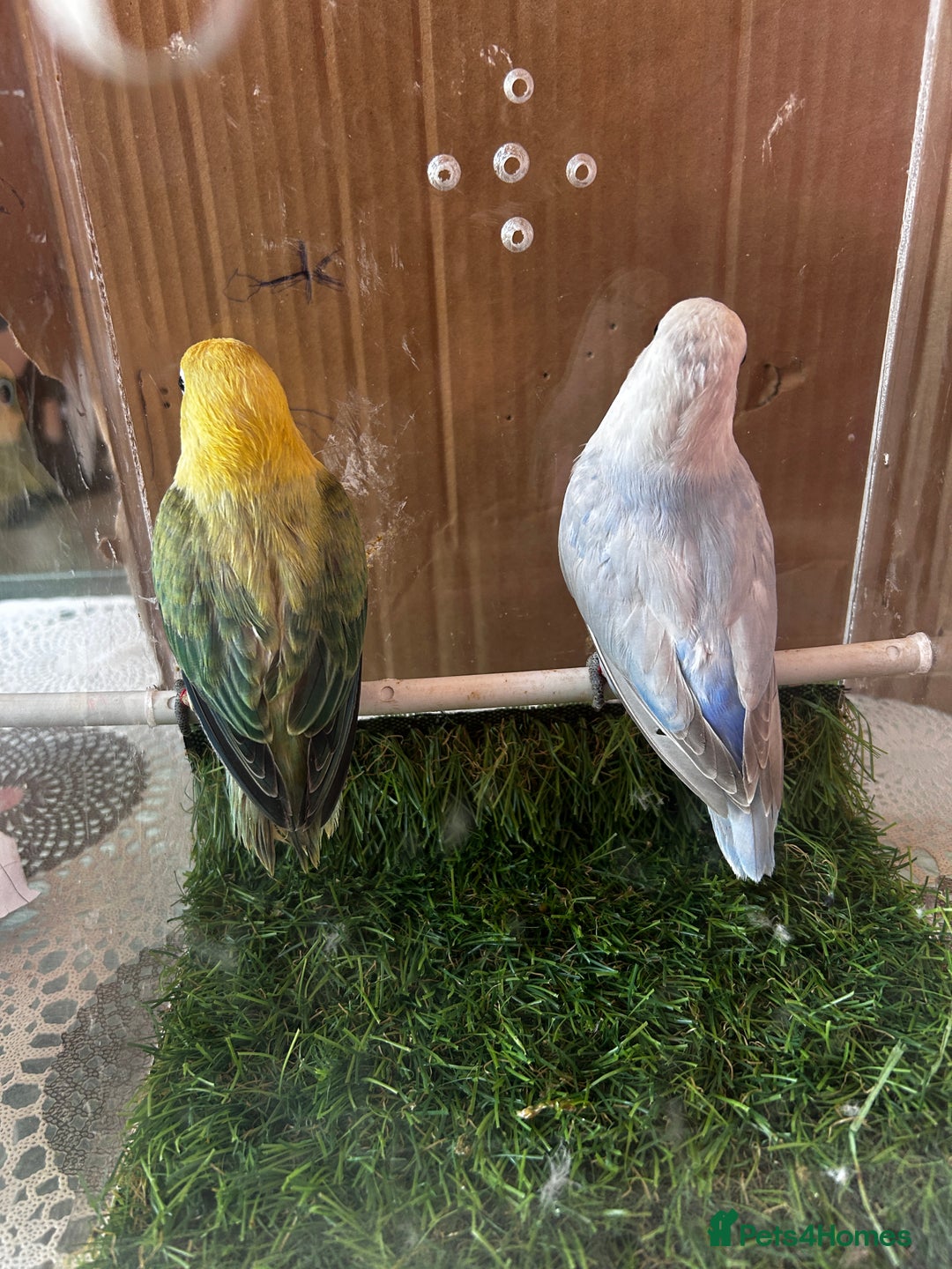 Lovebirds birds for sale: Beautiful Opline lovebirds in Birmingham - Image 15