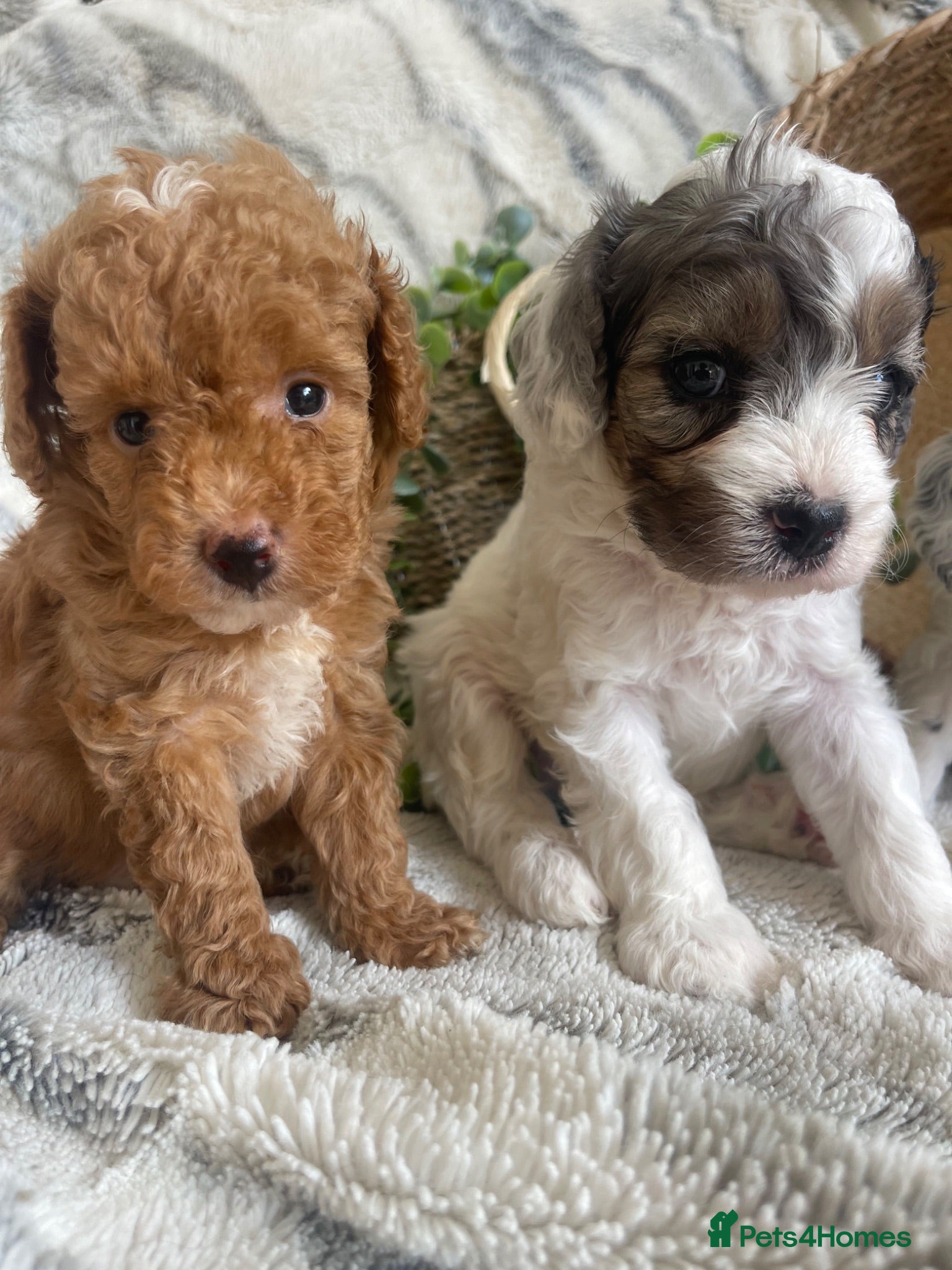 Cavapoo dogs THERAPY RAISED DNA TESTED CAVAPOOS  - Advert 1