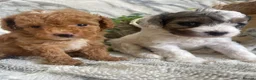 Cavapoo dogs for sale: THERAPY RAISED DNA TESTED CAVAPOOS  - Advert 11