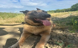 Belgian Shepherd Dog dogs for adoption: Ava - Norwich Norfolk  - Image 4