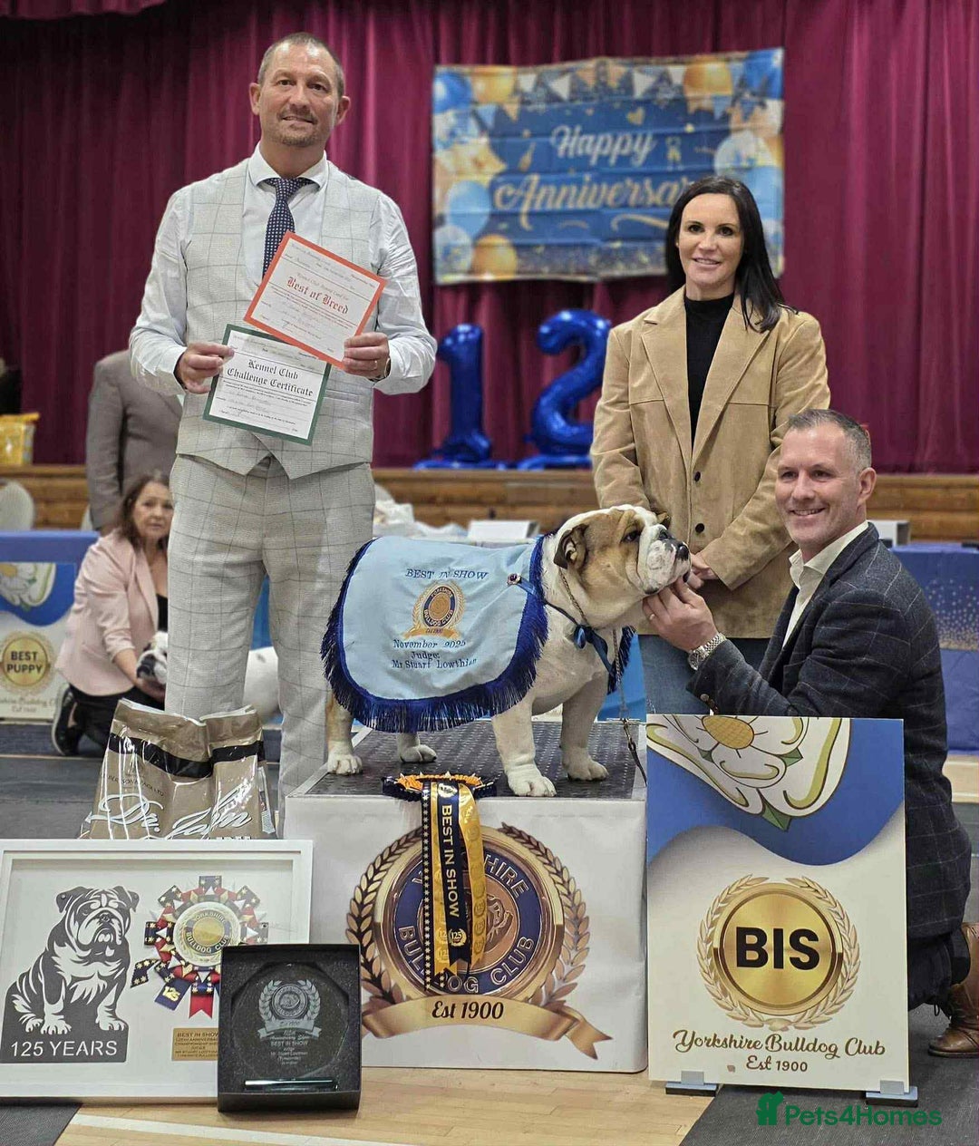 English Bulldog dogs for sale: ** PUREBRED STANDARD COLOUR BULLDOG PUPPIES** - Advert 5