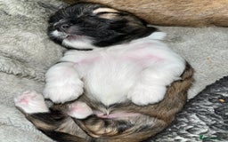 Lhasa Apso dogs for sale: Lhasa apso puppies 🐶 - Image 10