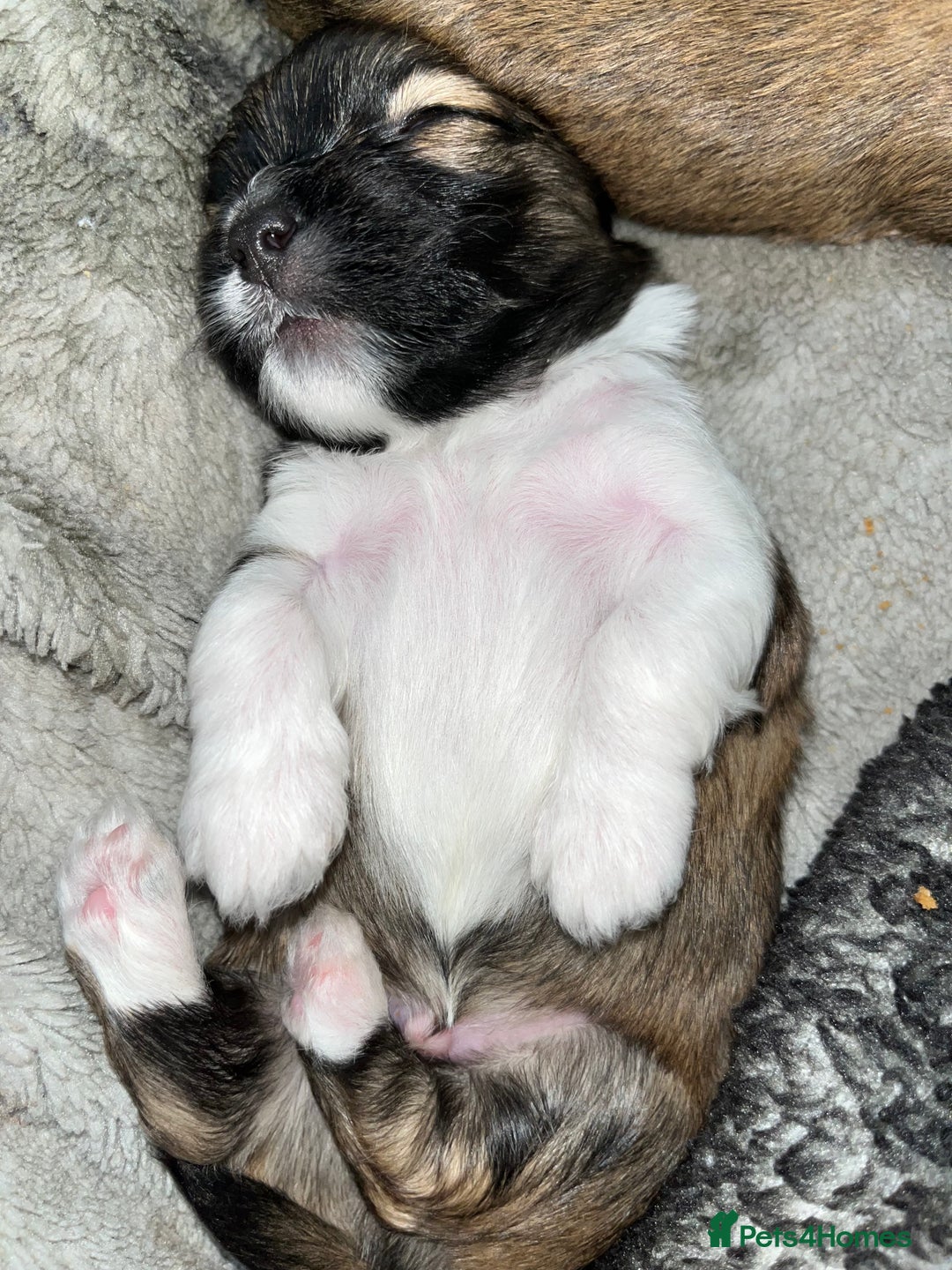 Lhasa Apso dogs for sale: Lhasa apso puppies 🐶 - Image 10