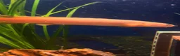 Other/Mixed Breed fish for sale: XL Senegal Bichir +15cm - Advert 3