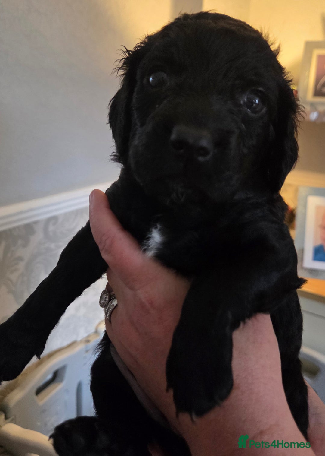 Cockapoo dogs for sale: F2 cockapoo puppies - Image 4