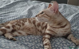 Bengal cats for sale: TICA Reg. Snow Mink Bengal Kitten - 11 Months - Image 12