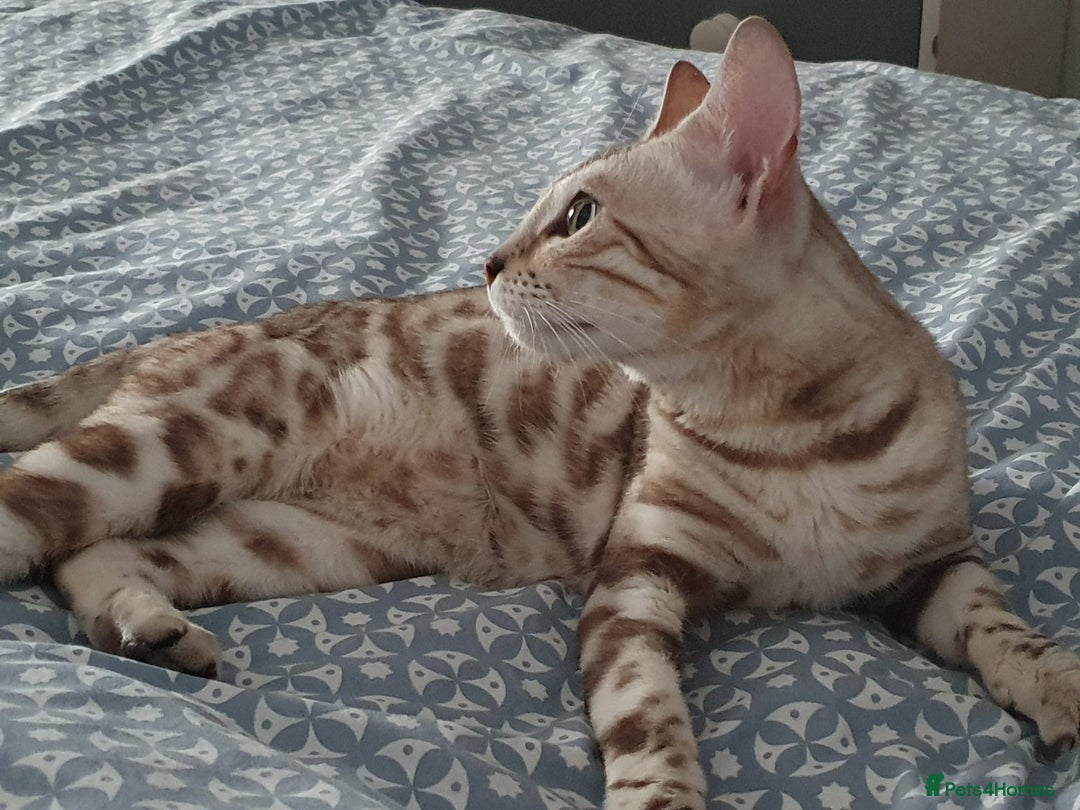 Bengal cats for sale: TICA Reg. Snow Mink Bengal Kitten - 11 Months - Image 12