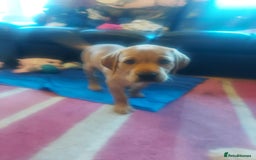 Labrador Retriever dogs for sale: Labrador puppies 1 red girl 1 black boy  - Image 2