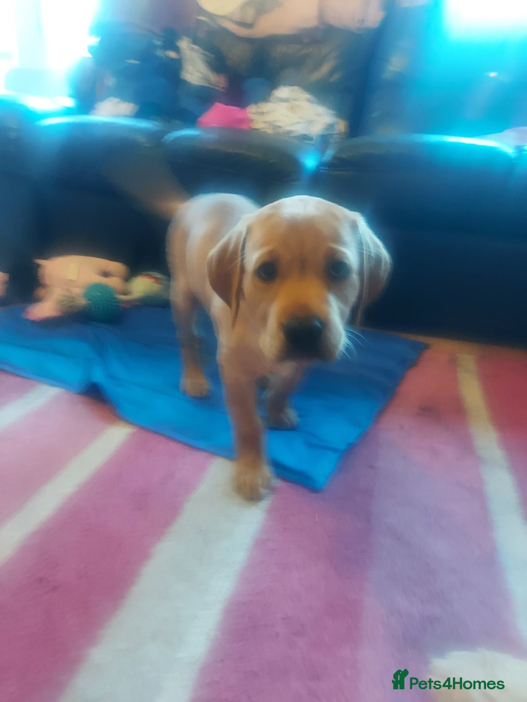 Labrador Retriever dogs for sale: Labrador puppies 1 red girl 1 black boy  - Image 2
