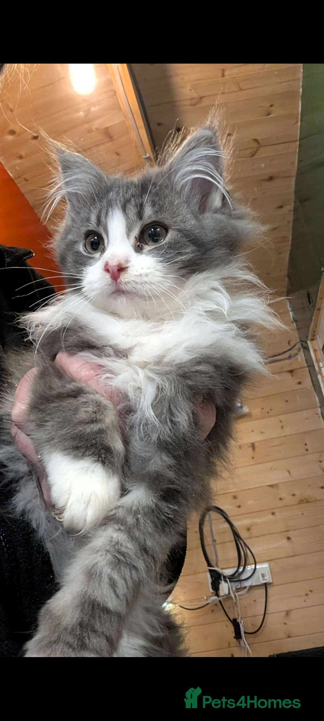 Maine Coon cats for sale: Maine Coon Pedigree kittens - Advert 1