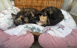 Mixed Breed cats for sale: 2 girl rescue kittens - Image 6