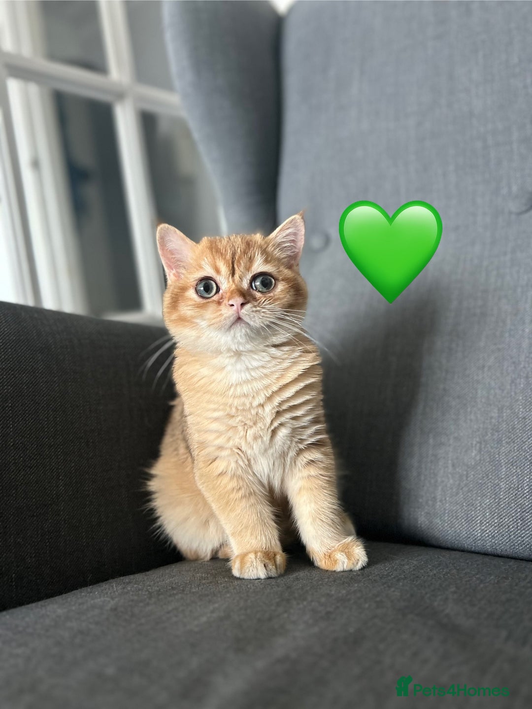 British Shorthair cats for sale: 💚❤️TICA British Shorthair 2 Kittens - Image 6