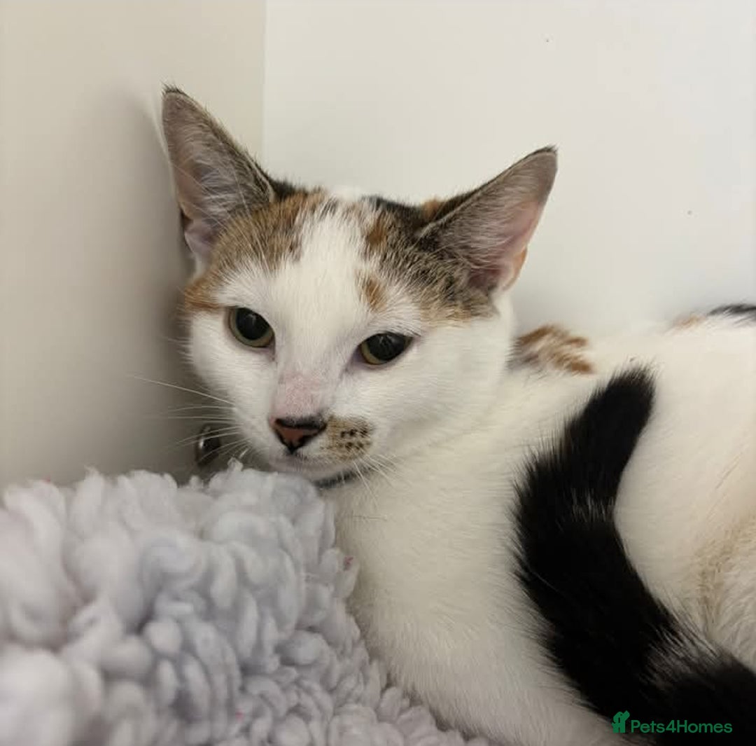 Domestic Shorthair cats for sale: Cali - Domestic Short Hair  - Advert 3