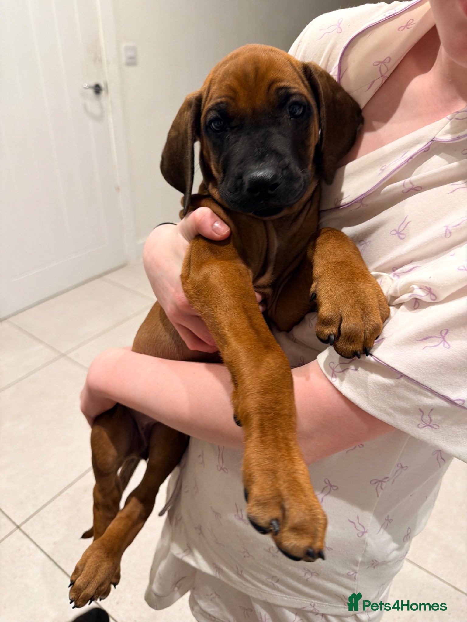 Rhodesian Ridgeback dogs Outstanding Rhodesian Ridgeback puppies ready 4wk - Advert 7