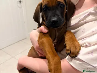 Rhodesian Ridgeback dogs Outstanding Rhodesian Ridgeback puppies ready 4wk - Advert 7