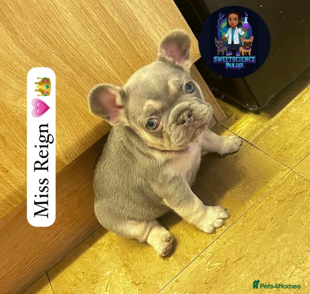 French Bulldog dogs for sale: French bulldogs - Advert 2