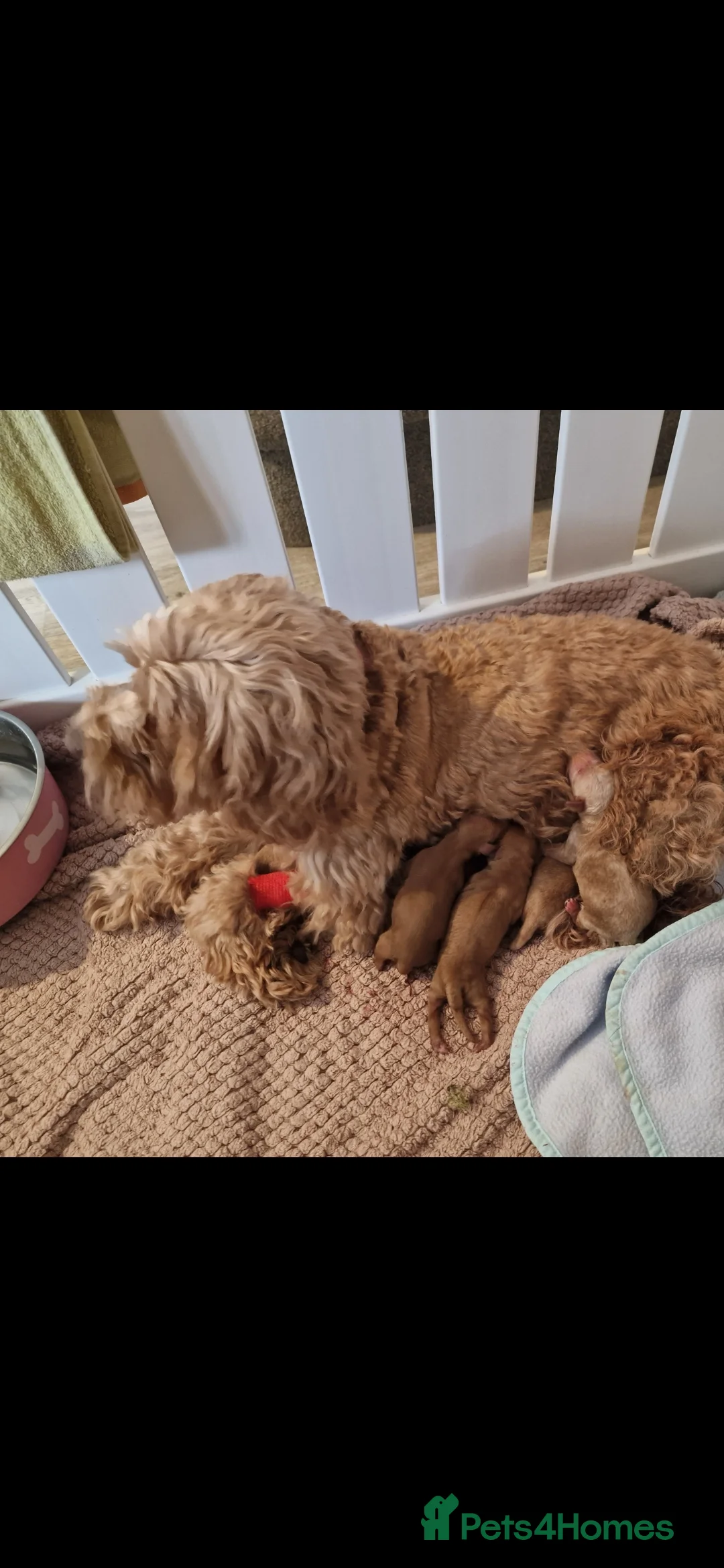 Toy Poodle dogs for stud: toy poodle short notice DNA  tested clear PRA £125 in Nottingham - Advert 13