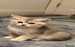 Scottish Fold cats for sale: Lovely Scottish Straight Kittens Ready fo Families - Advert 7