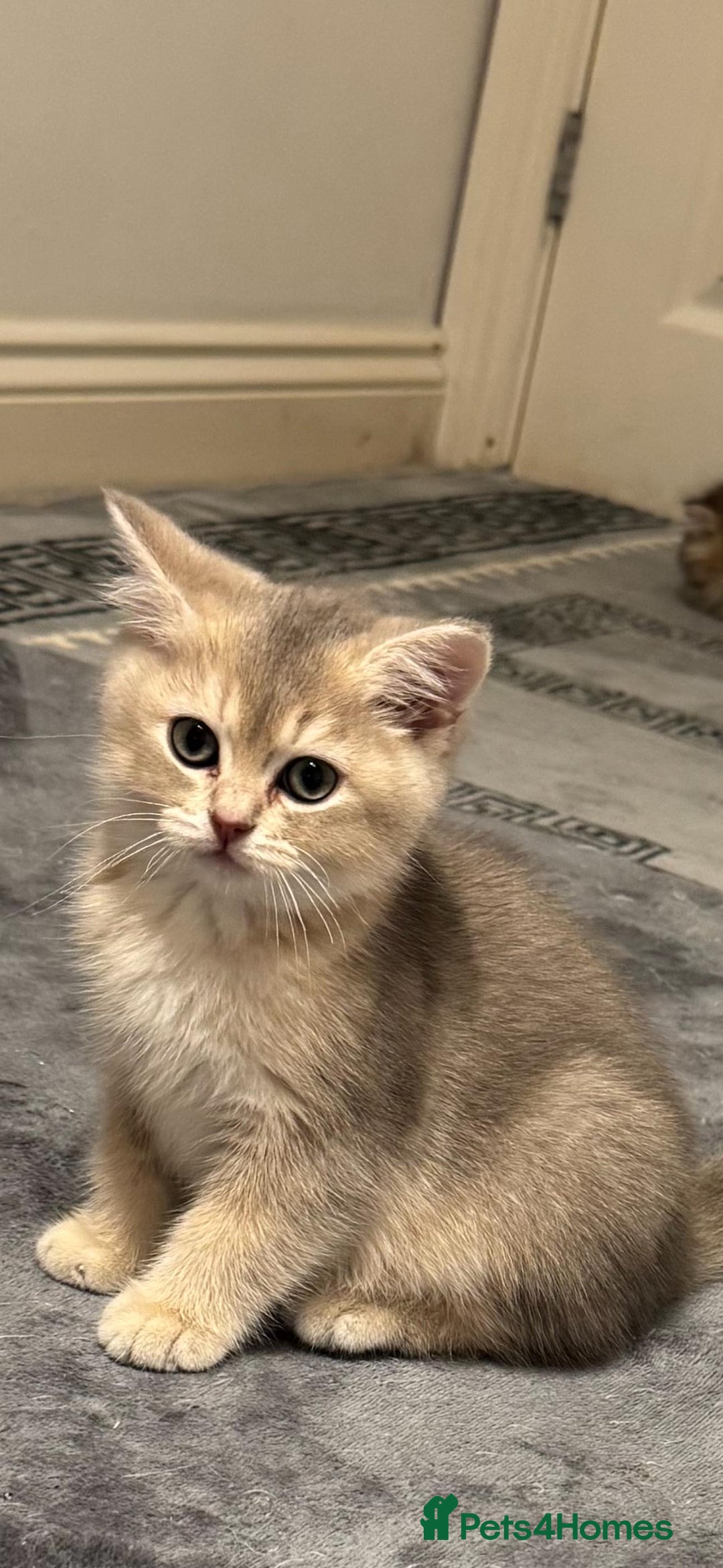Scottish Fold cats for sale: Lovely Scottish Straight Kittens Ready fo Families - Advert 7
