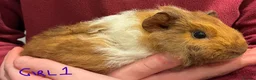 Guinea Pig rodents for sale: Female guinea pigs looking for their forever home in Stockport - Advert 4