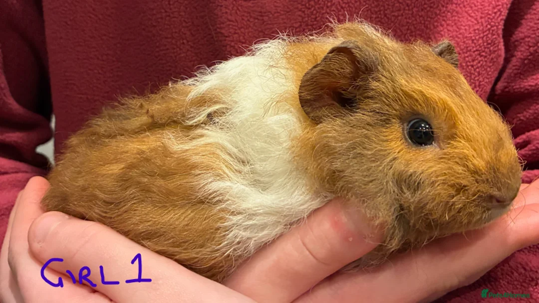 Guinea Pig rodents for sale: Female guinea pigs looking for their forever home in Stockport - Advert 4