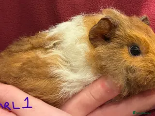 Guinea Pig rodents Female guinea pigs looking for their forever home - Advert 18