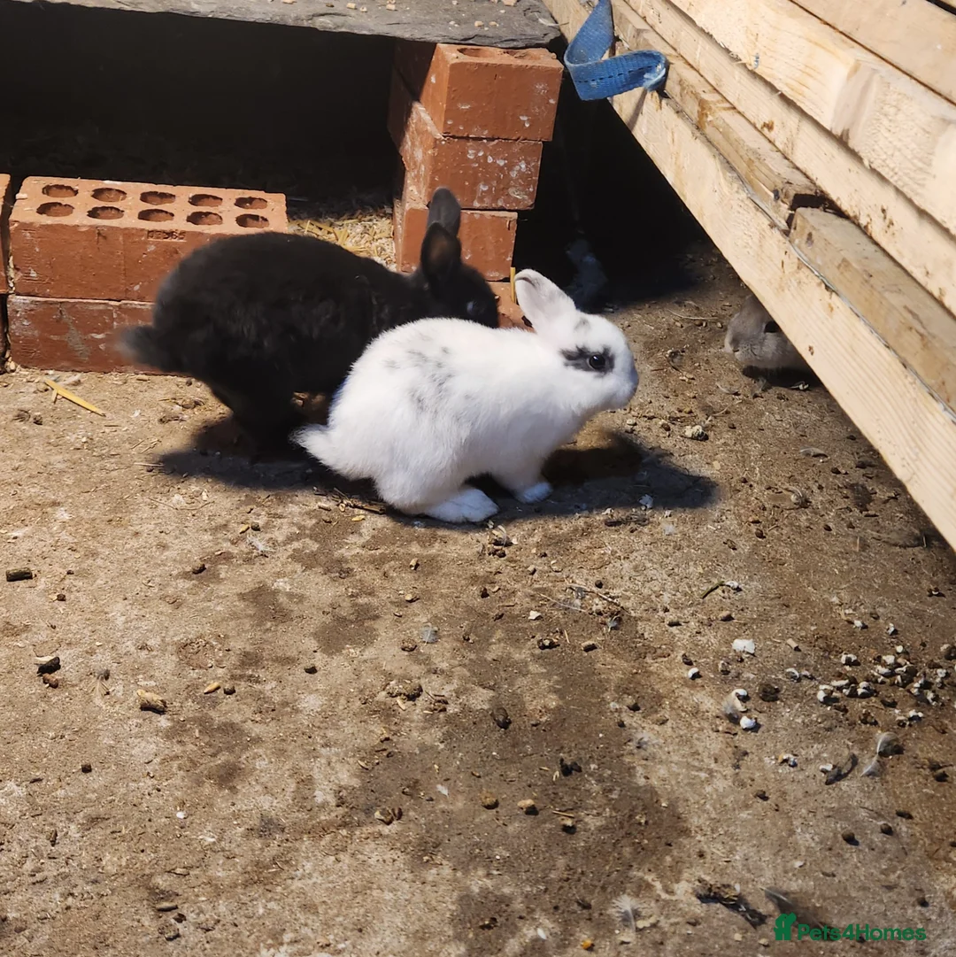 Mixed Breed rabbits for sale: Adorable Mixed Breed Baby Rabbits - Born October  - Advert 7