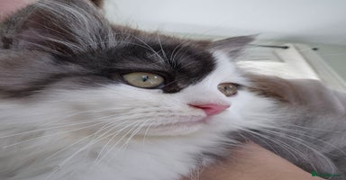 Mixed Breed cats - Advert 9