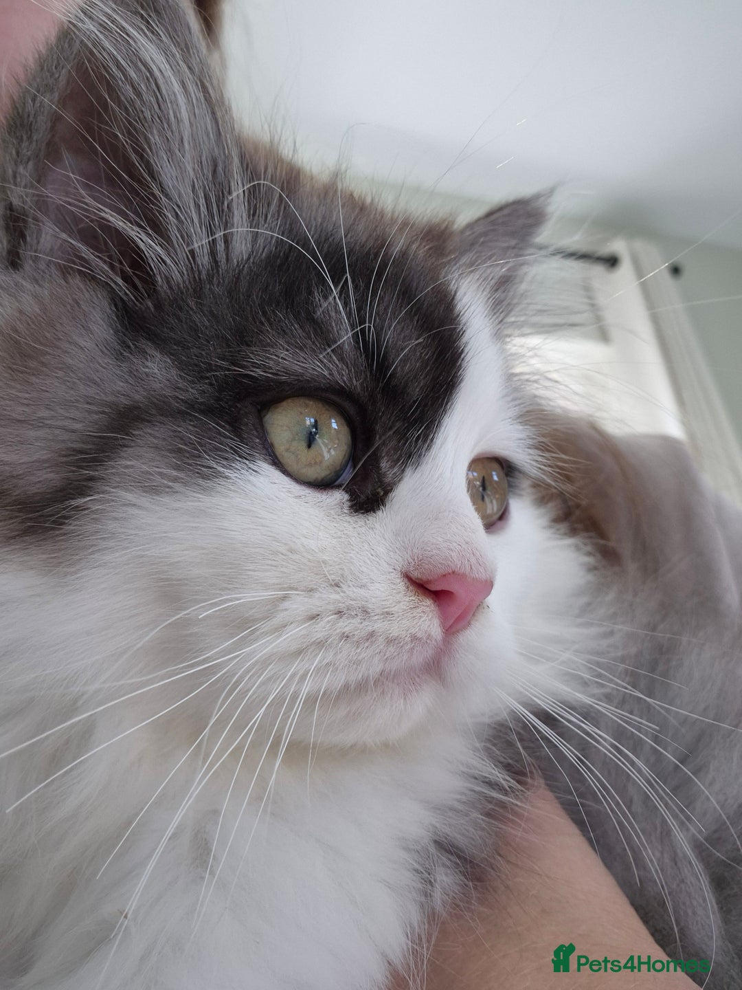 Mixed Breed cats for sale: Your best friend to be READY TO GO - Image 2