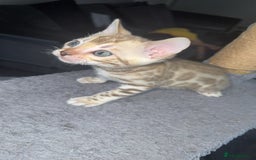 Bengal cats for sale: Stunning bengal kittens  - Image 11