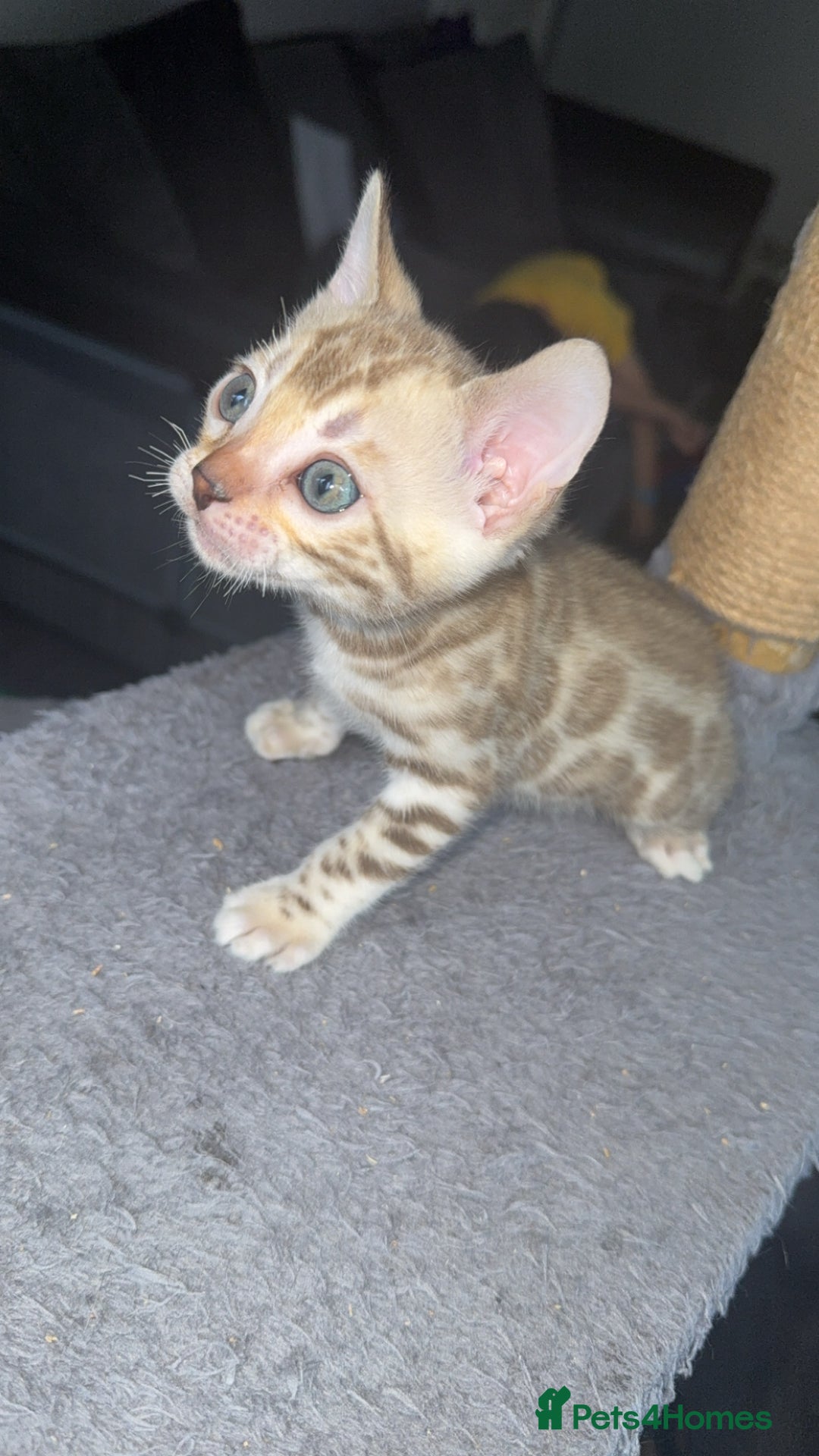 Bengal cats for sale: Stunning bengal kittens  - Image 11