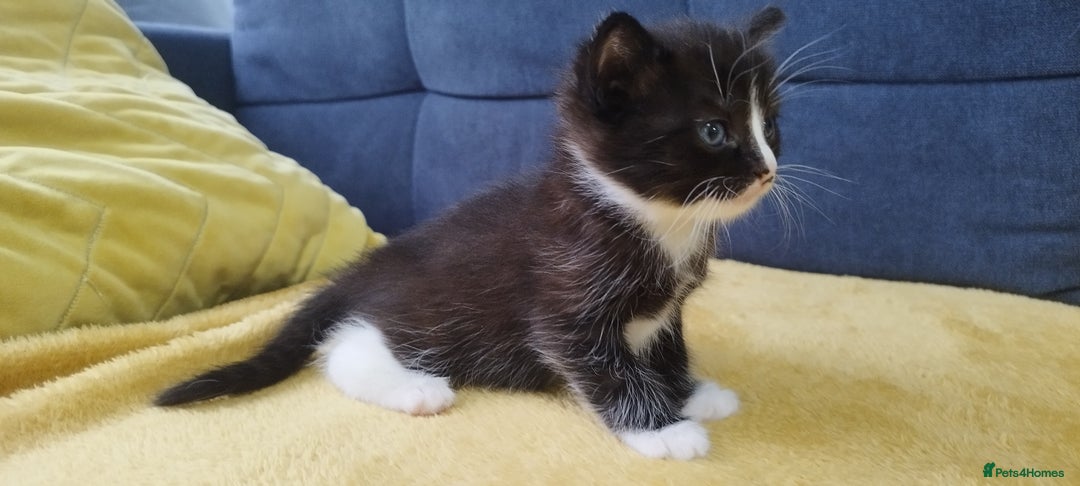 Ragdoll cats for sale: Half Ragdoll - one boy and four girls - Image 4