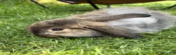 Mixed Breed rabbits for sale: Lop x lion head in London - Advert 7
