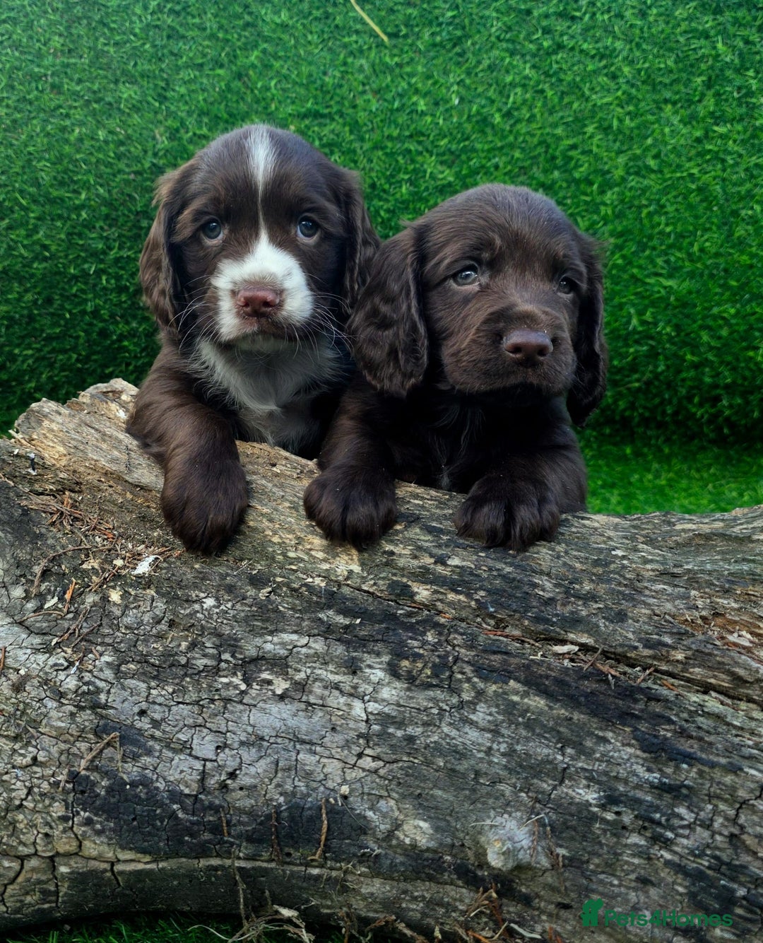 Cocker Spaniel dogs for sale: WORKING dna clear cocker spaniels  - Image 13