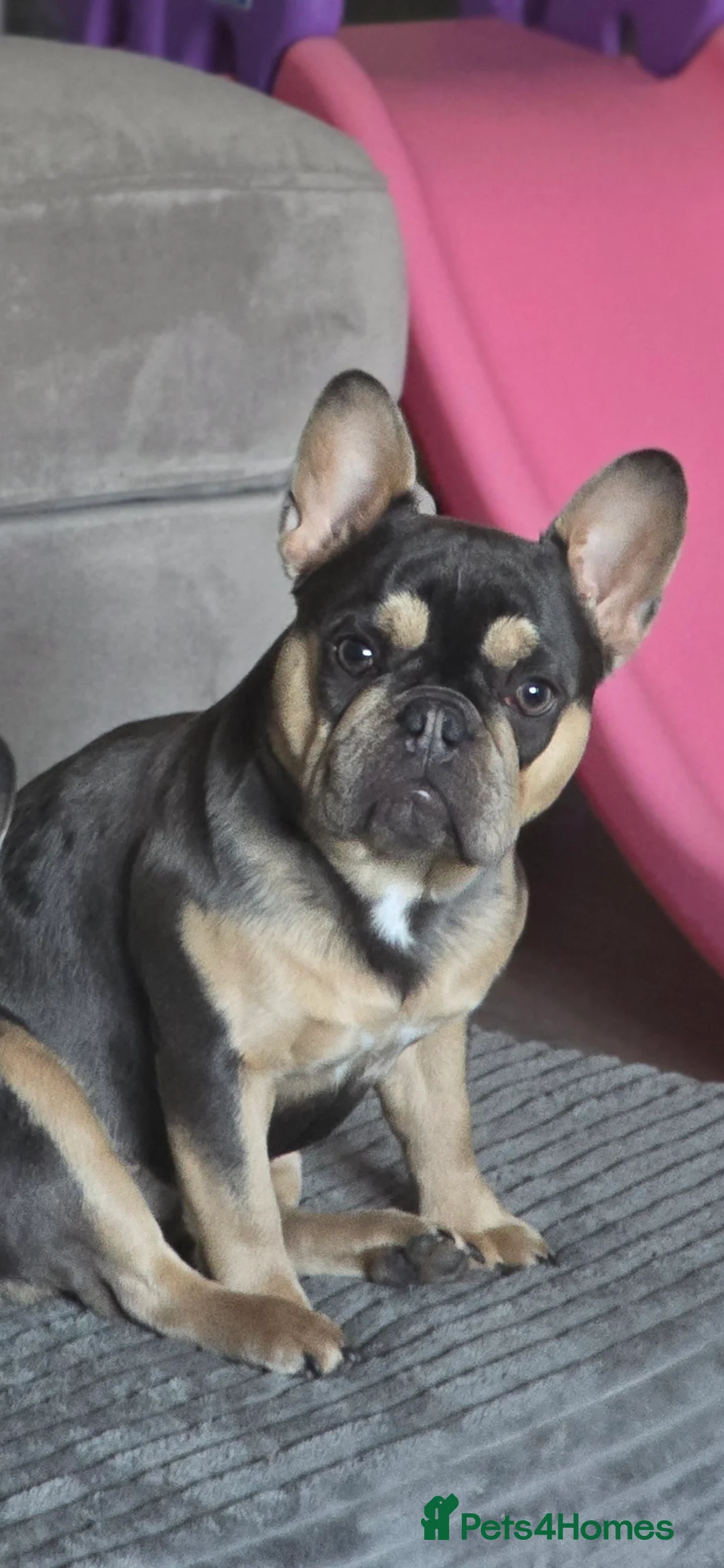 French Bulldog dogs for sale: French bulldog - Advert 1