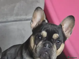 French Bulldog dogs French bulldog - Advert 1