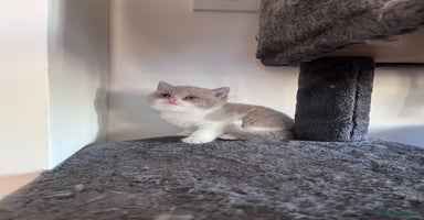 British Shorthair cats - Advert 7