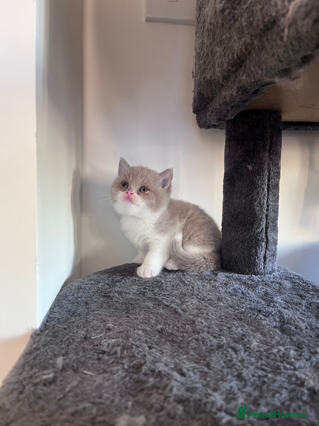 British Shorthair cats for sale: British Shorthair Kittens - Image 2