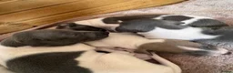 Italian Greyhound dogs for sale: 🤍Outstanding Italian Greyhound litter🤍 in Wetherby - Advert 8