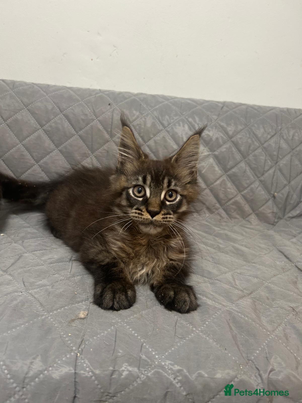 Maine Coon cats Beautiful Mainecoon for sale - Advert 10