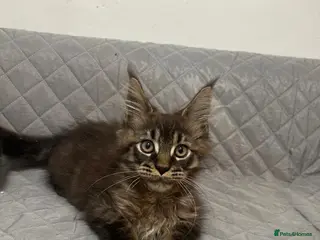 Maine Coon cats Beautiful Mainecoon for sale - Advert 10