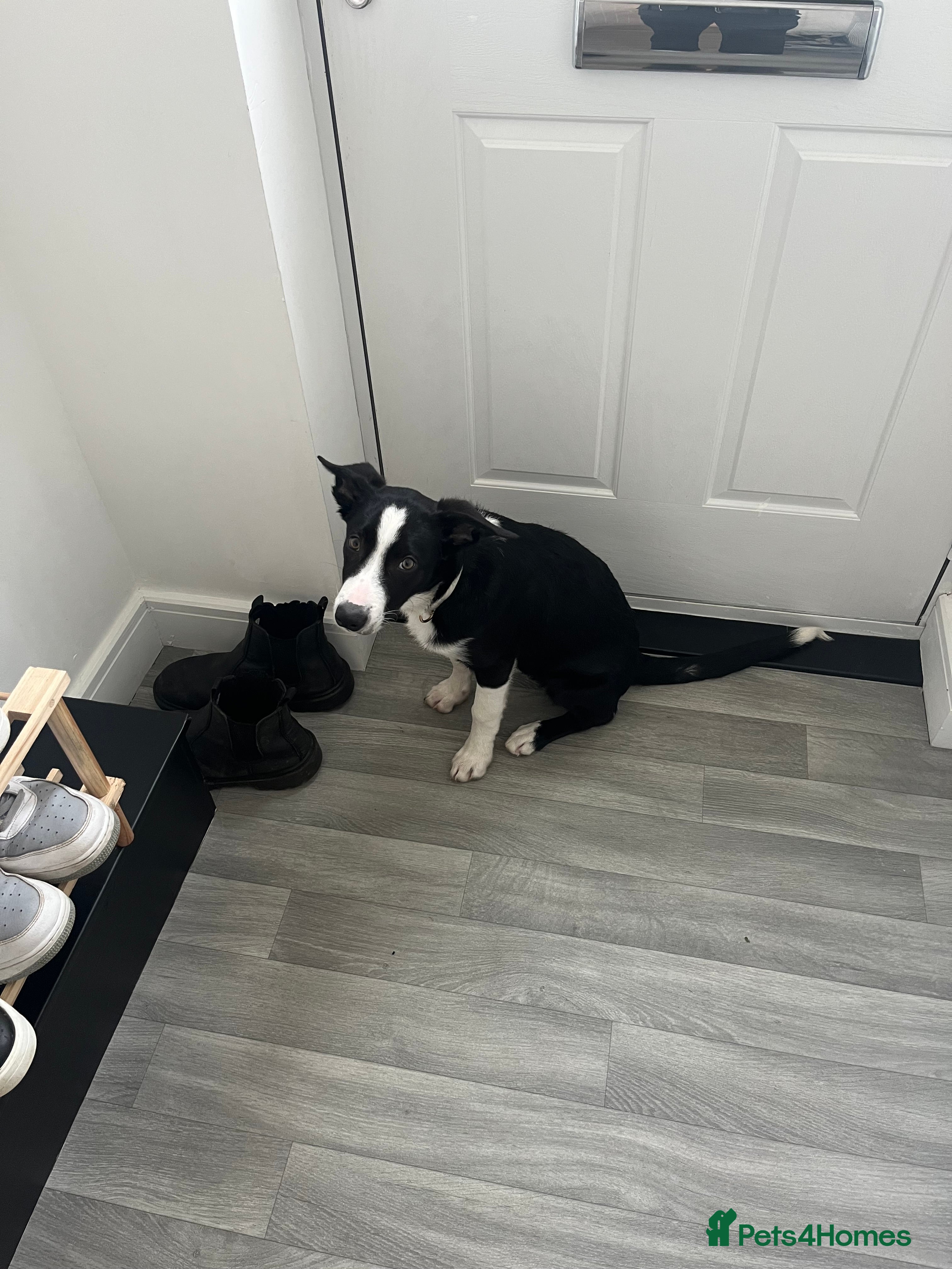 Border Collie dogs Male rehome woody  - Advert 4