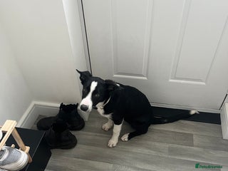 Border Collie dogs Male rehome woody - Advert 6
