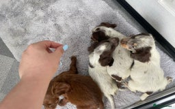 Cocker Spaniel dogs for sale: Cocker spaniel puppys - Image 11