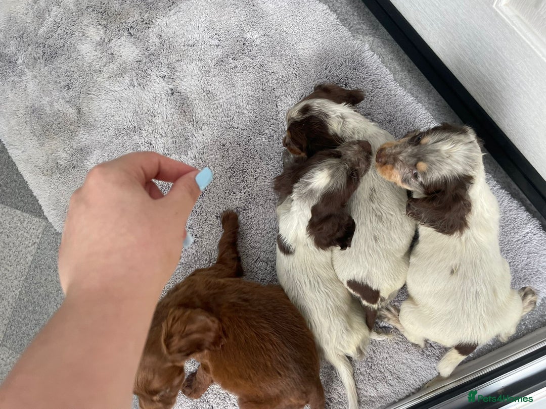Cocker Spaniel dogs for sale: Cocker spaniel puppys - Image 11