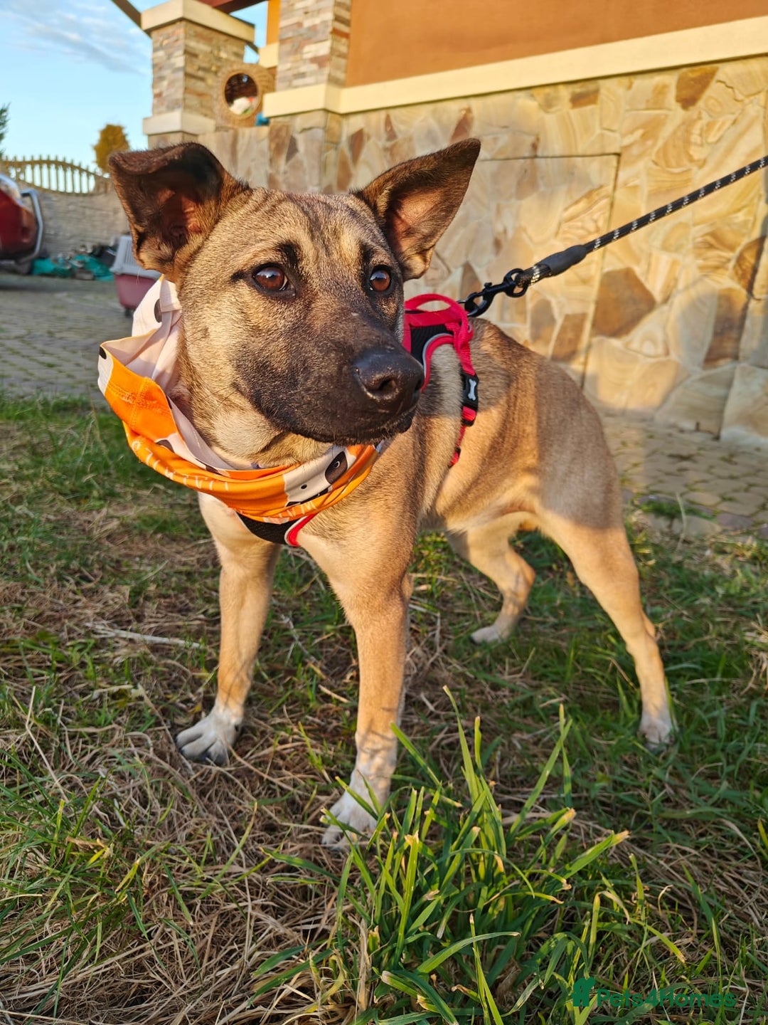 Mixed Breed dogs for adoption: ❤️Lisa, cheerful 7-month-old lower-medium girl ❤️ - Advert 15