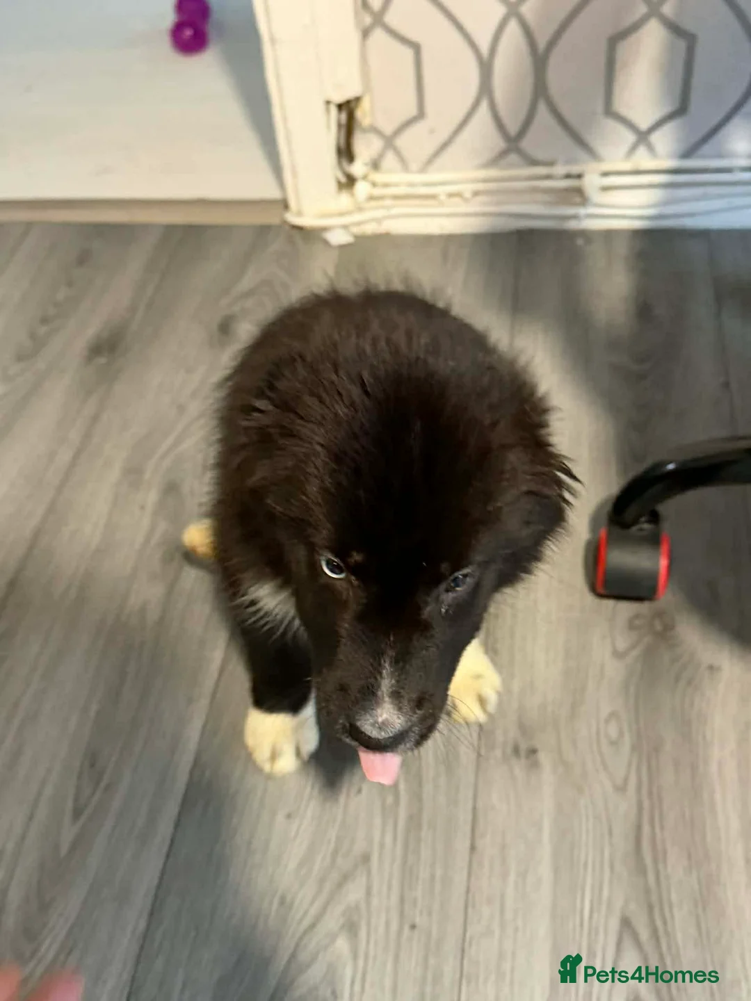 Mixed Breed dogs for sale: Husky cross collie - Advert 2