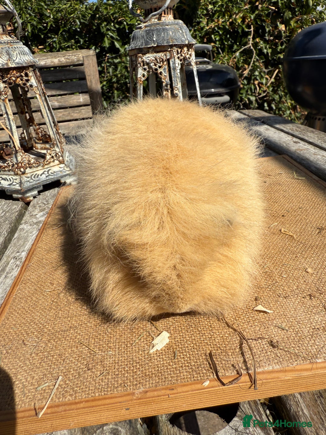 Guinea Pig rodents for sale: Pure bred California & Swiss guineapigs  - Image 26