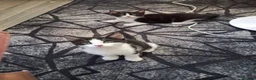 Mixed Breed cats for sale: Kittens  - Advert 5