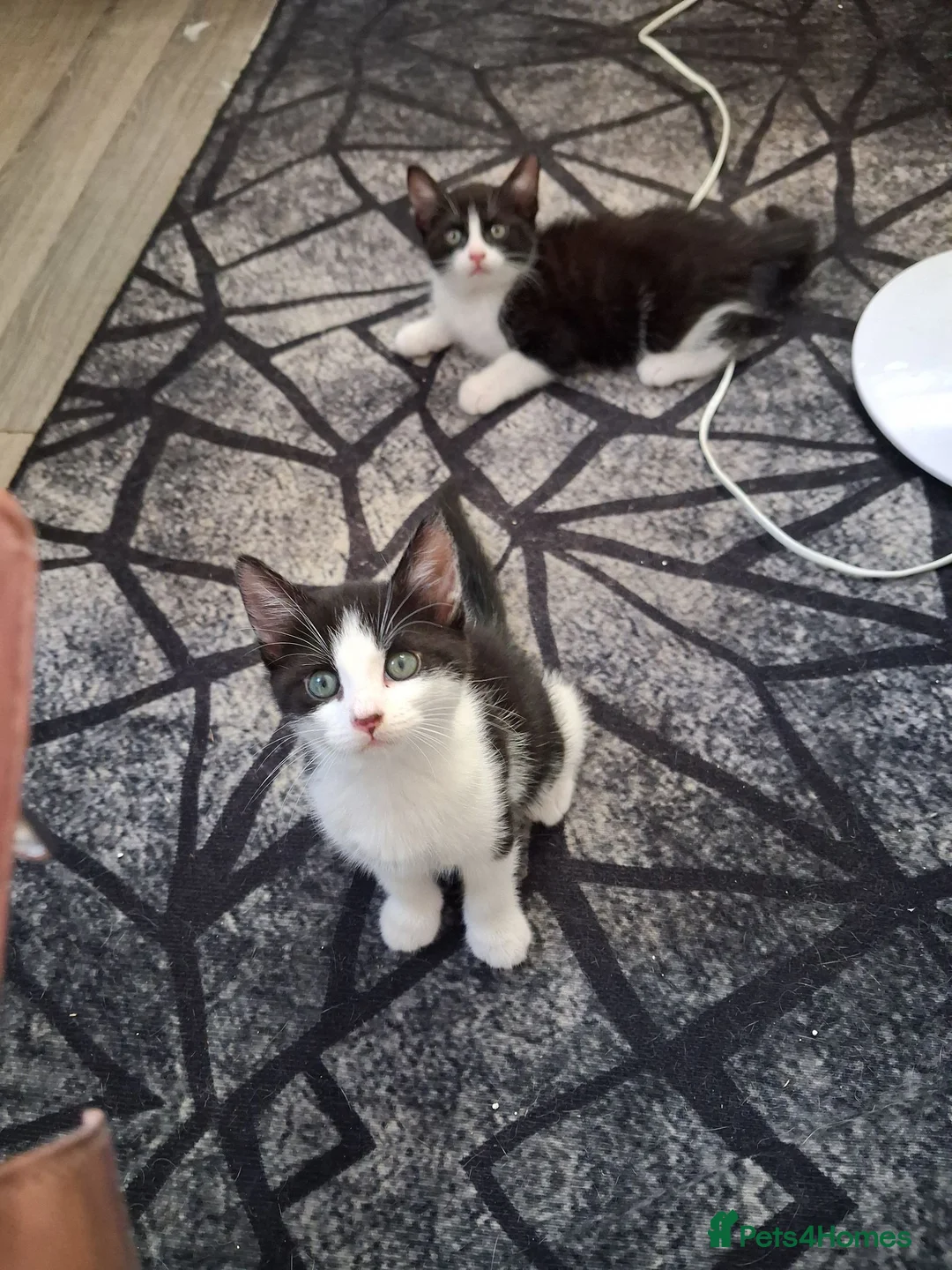 Mixed Breed cats for sale: Kittens  - Advert 5